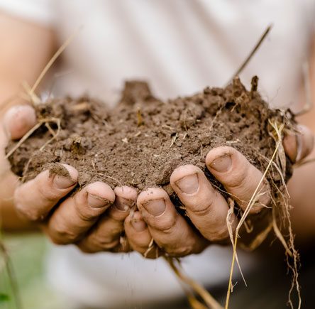 Digging into Terroir: The Importance of Soil Health